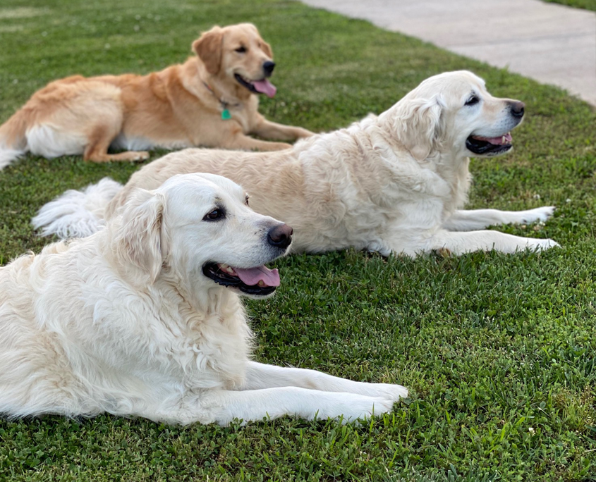 Professional Pet Sitting Service - Kritter Sitters